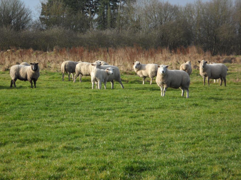 The Stables - Deer Park Farm Bed & Breakfast Solihull Cameră foto