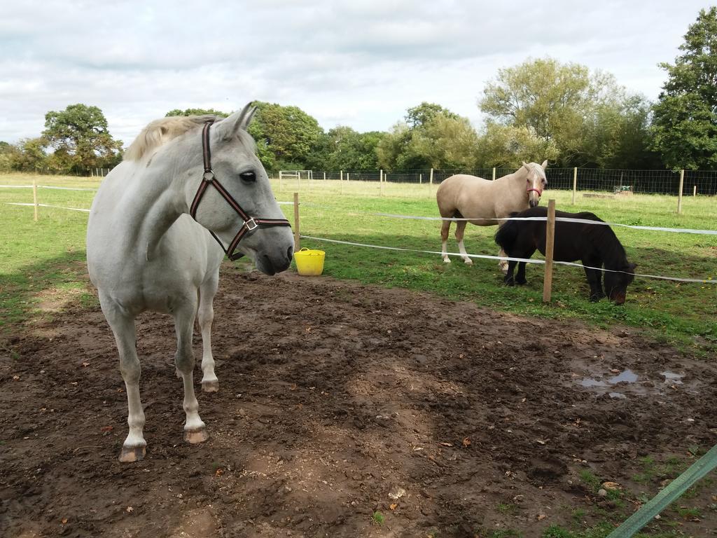The Stables - Deer Park Farm Bed & Breakfast Solihull Exterior foto
